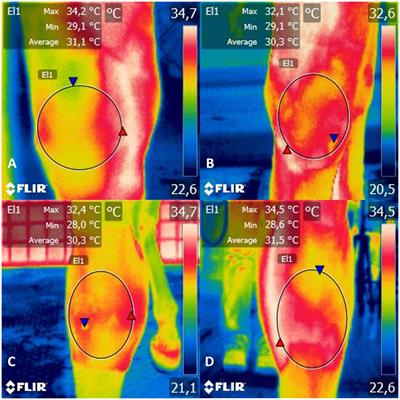 Functional infrared thermography imaging can be used to assess the effectiveness of Maxicam Gel® in pre-emptively treating transient synovitis and lameness in horses
